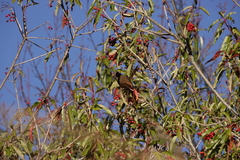 Carpodacus formosanus