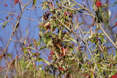 Carpodacus formosanus