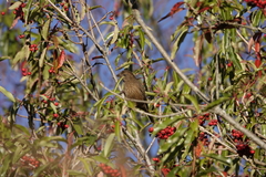 Carpodacus formosanus