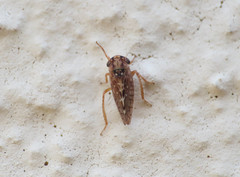 Agalliini