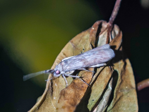 Phycita demidovi