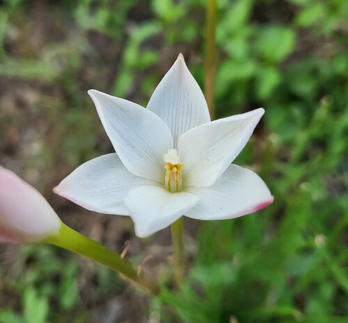 Brazos rain-lily (Zephyranthes chlorosolen)