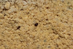 Corylophidae