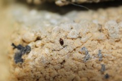 Corylophidae