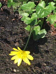 Ficaria verna
