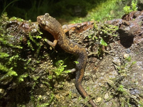 Northern Zigzag Salamander