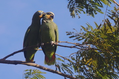 Amazona amazonica