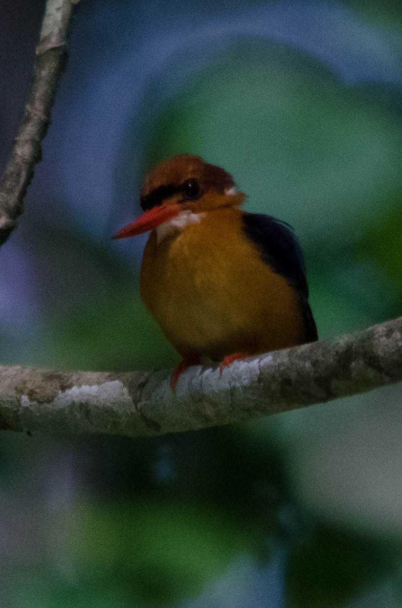 African Dwarf Kingfisher (Ispidina lecontei), photo 5