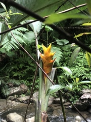 Heliconia caribaea