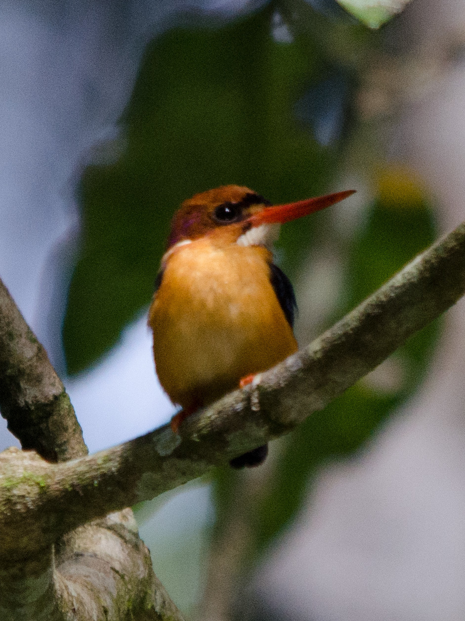 African Dwarf Kingfisher (Ispidina lecontei), photo 8