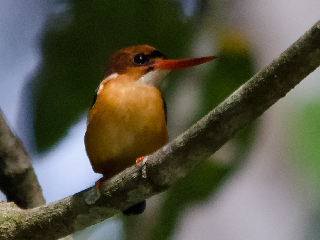 African Dwarf Kingfisher (Ispidina lecontei), photo 9