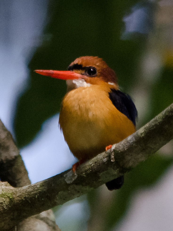 African Dwarf Kingfisher (Ispidina lecontei), photo 4