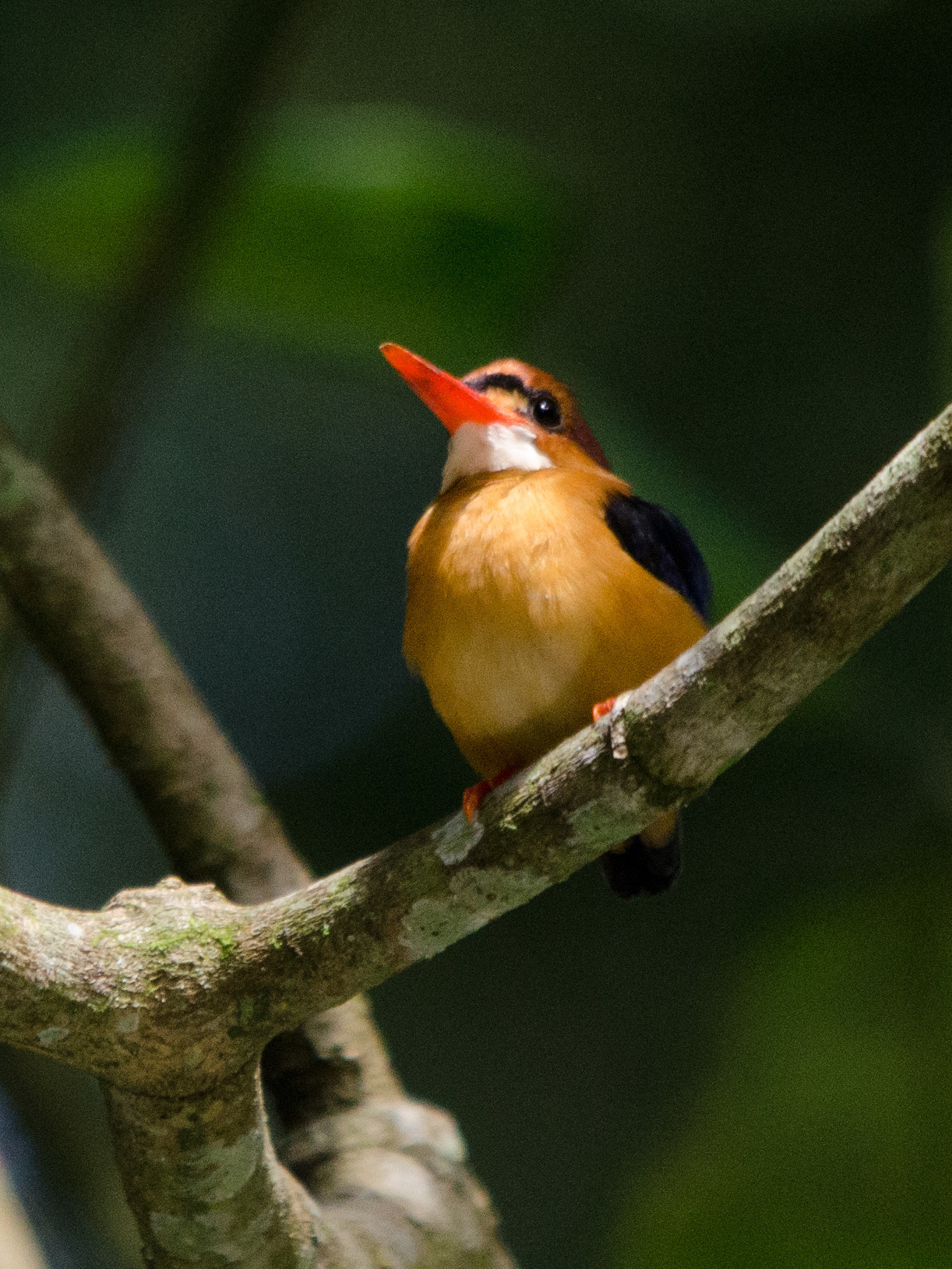 African Dwarf Kingfisher (Ispidina lecontei), photo 10