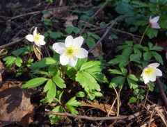 Anemonoides nemorosa