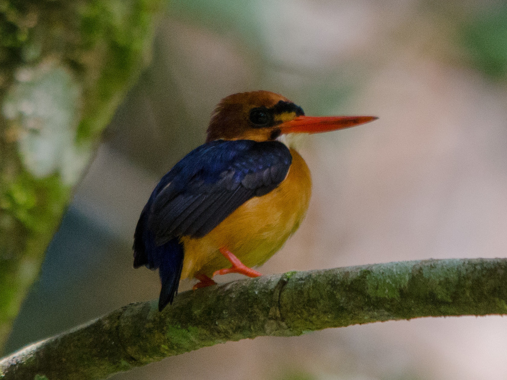 African Dwarf Kingfisher photo