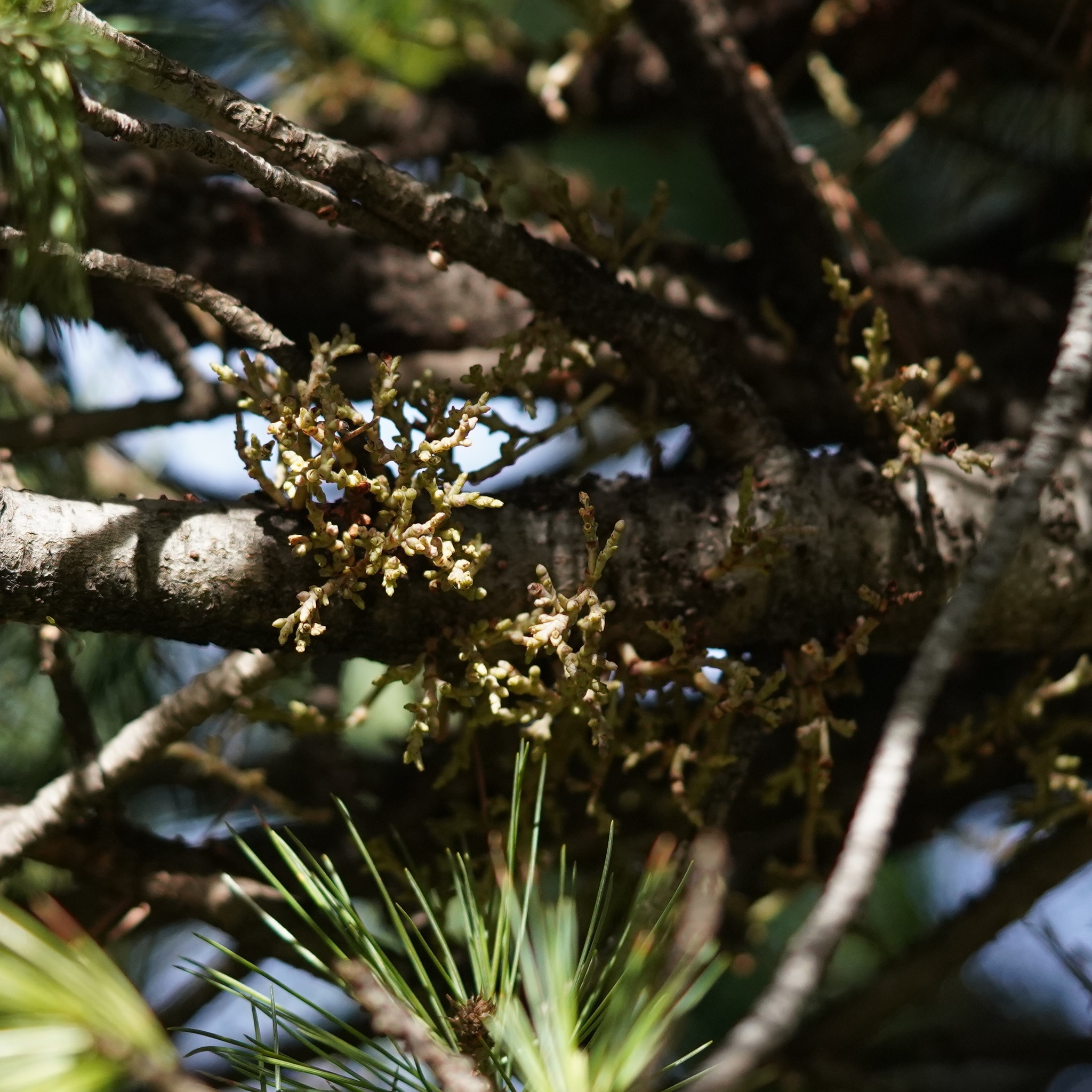 Arceuthobium blumeri