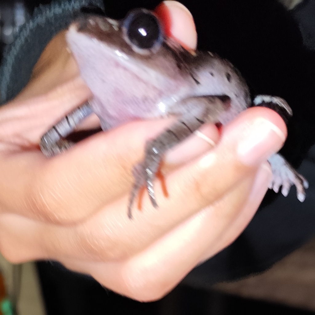 Katak-serasah mata-bara (Leptobrachium hasseltii)