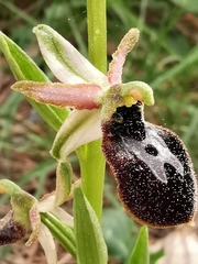 Ophrys exaltata arachnitiformis