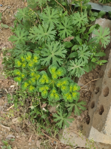 Sun spurge