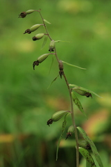 Epipactis papillosa