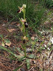 Ophrys exaltata arachnitiformis