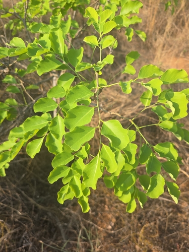 Indian Rosewood (Dalbergia latifolia)