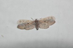 Dysimia pseudomaculata