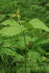Trillium camschatcense