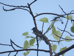 Rhipidura albogularis