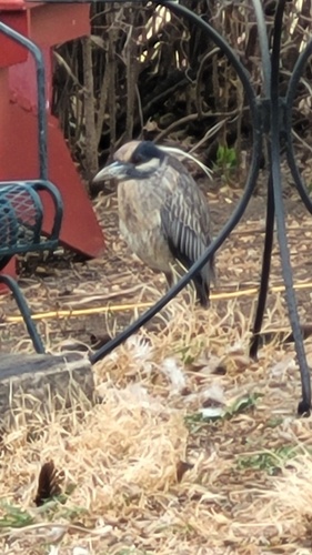 Yellow-crowned Night Heron