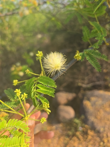 Krishna Siris (Albizia amara)