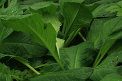 Lysichiton camtschatcensis