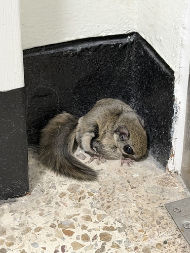 Siberian Flying Squirrel, 대한민국 대전광역시 유성구, photo 8 of 10