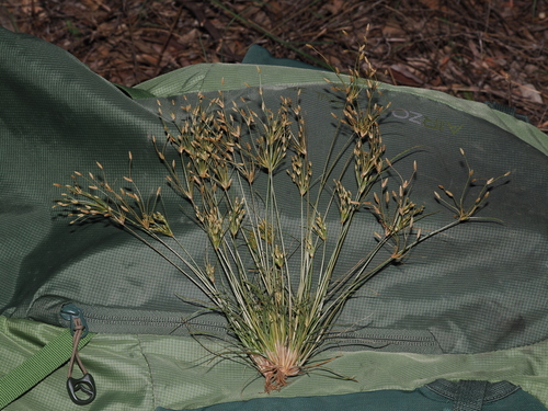 Fimbristylis velata iNat (3)