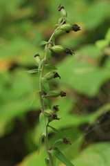 Epipactis papillosa