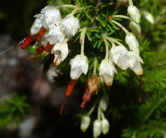 Erica intermedia albiflora
