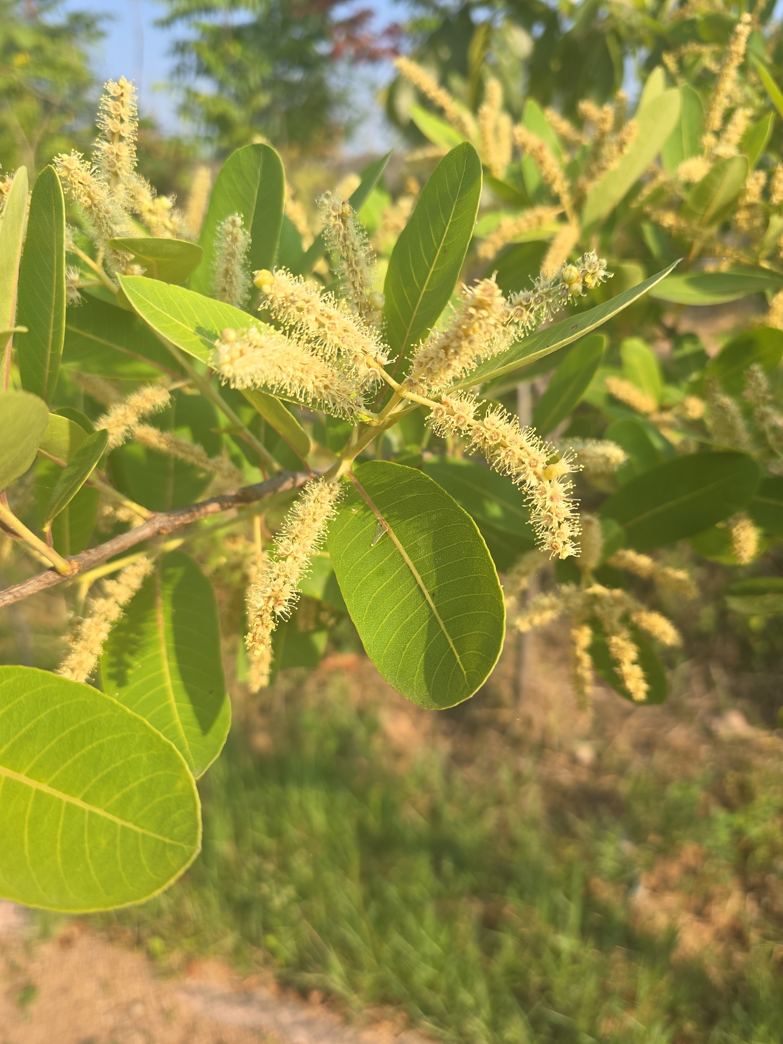 Arjuna (Terminalia arjuna)