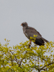 Melierax poliopterus