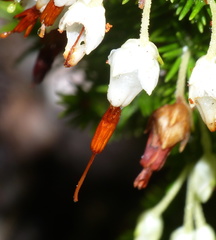 Erica intermedia albiflora