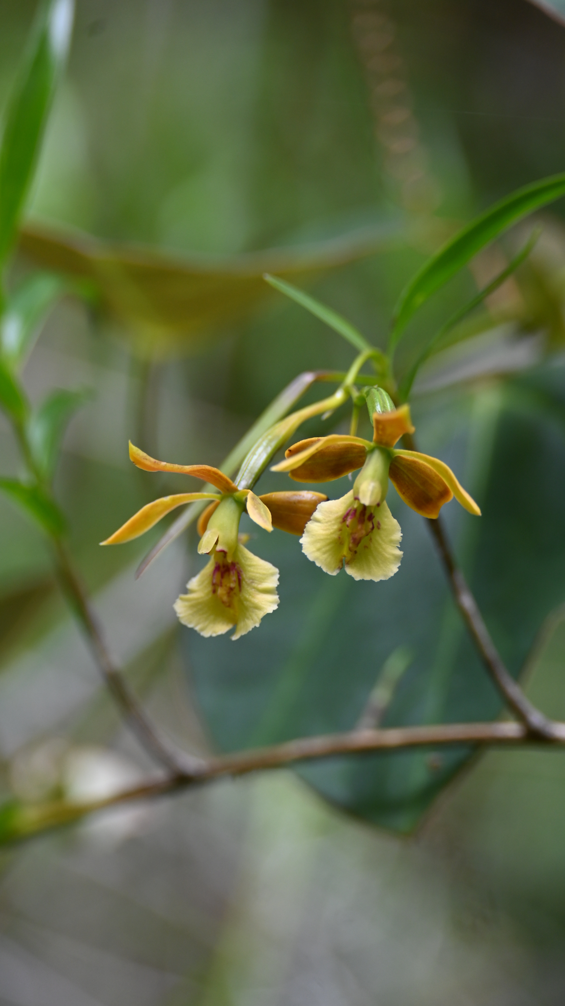 Epidendrum tetraceros Rchb.f. 2
