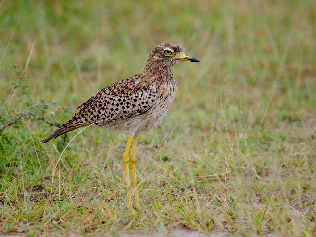Spotted Thick-Knee