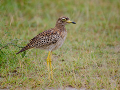 Spotted Thick-Knee photo 1