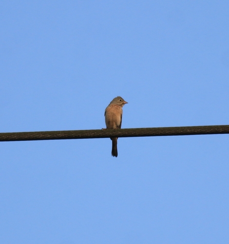 Grey-necked Bunting (Emberiza buchanani), photo 10