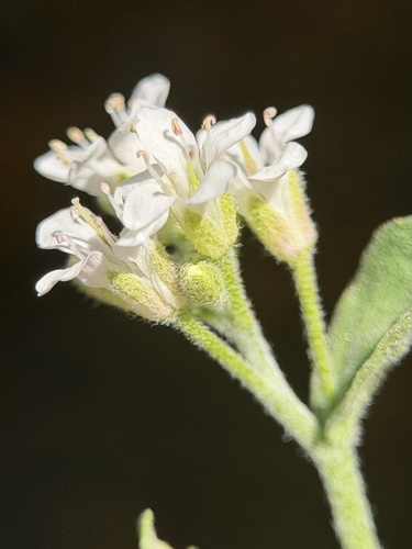rock mustard (Halimolobos jaegeri)