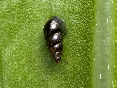 Lamellidea observed 2026-04-02