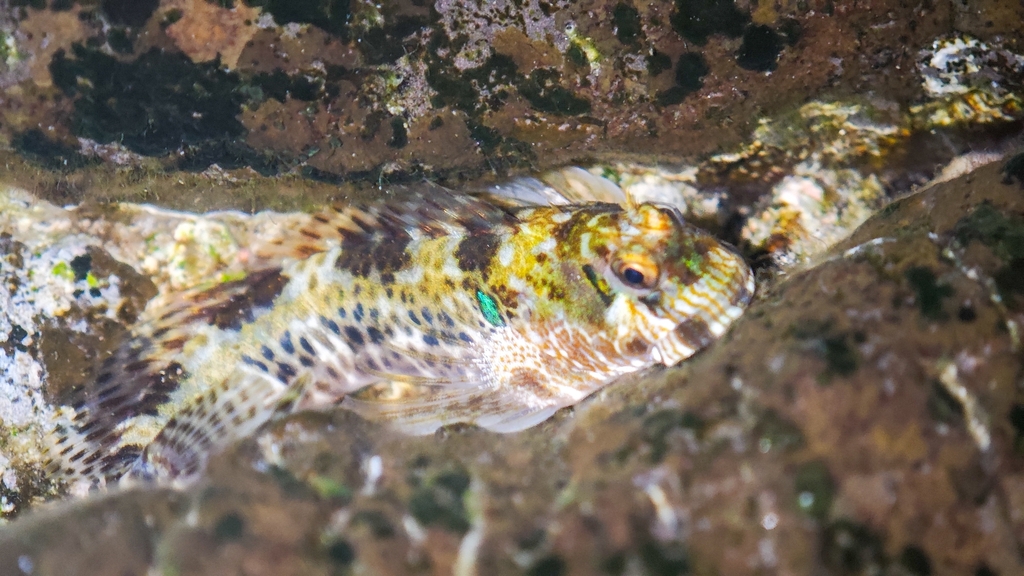 Lemuria Rockskipper