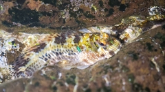 Lemuria Rockskipper photo 1