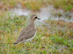 Charadrius asiaticus