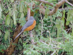 Melaenornis semipartitus