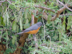 Melaenornis semipartitus